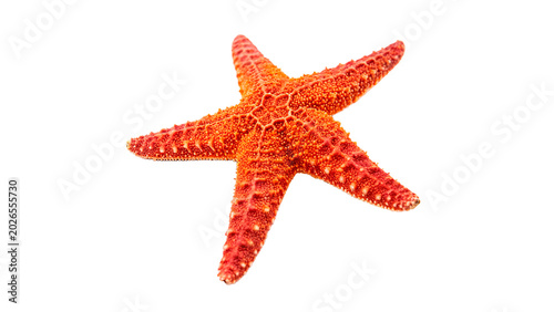 Fotografie A single bright red natural starfish marine creature side view top view angle is