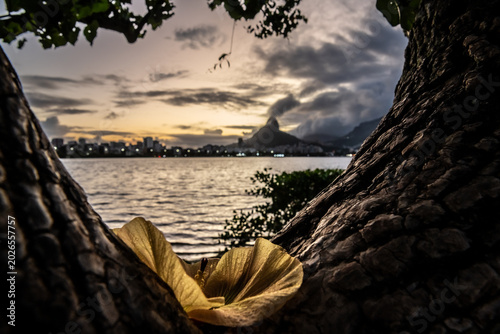 Schilderij op canvas Yellow Flower Framed Between Tree Trunks at Lagoa Rodrigo de Freitas, Rio de Jan