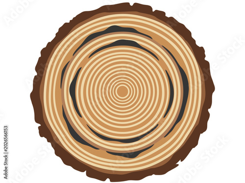 Schilderij op canvas A detailed tree ring cross-section reveals a clear chronology of growth rings, showcasing natural patterns and textures