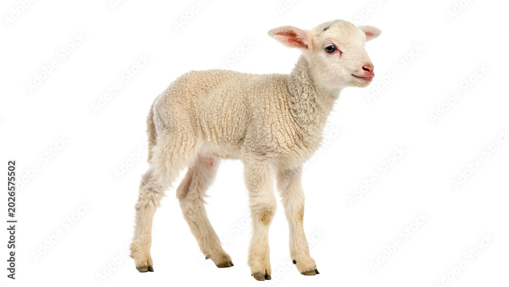 Fototapeta premium A small cute young domestic white sheep lamb livestock animal standing side view profile isolated on transparent background PNG cut out