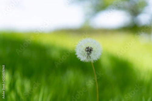 Tableau sur toile おだやかな初夏の草原に佇むタンポポの綿毛。爽やかな新緑の風と広大な青空がもたらす多幸感あふれる背景素材。