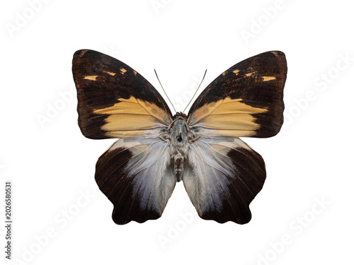 Photography Agatasa calydonia glorious begum butterfly isolated on white background