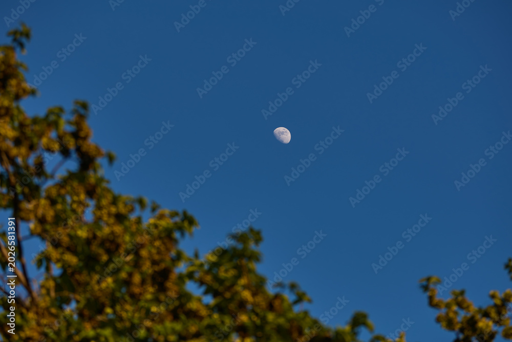 Fototapeta premium Waxing gibbous Moon with tree silhouettes on a daylight blue sky.
