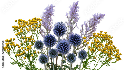 Fotografie Blue globe thistles and yellow tansy flowers, isolated on transparent background