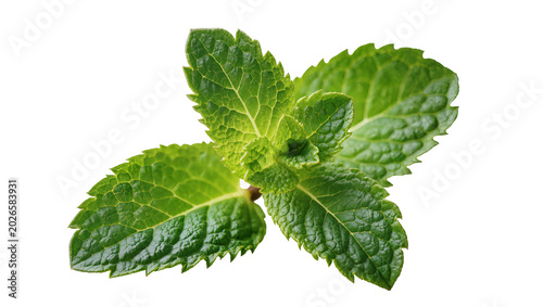 Photos Fresh green mint leaves with serrated edges, isolated on transparent background