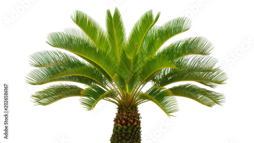 Photos Green sago palm fronds with textured trunk, isolated on transparent background