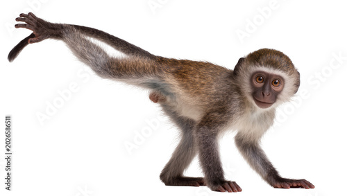 Photos Young vervet monkey with grey fur and white markings, isolated on transparent ba