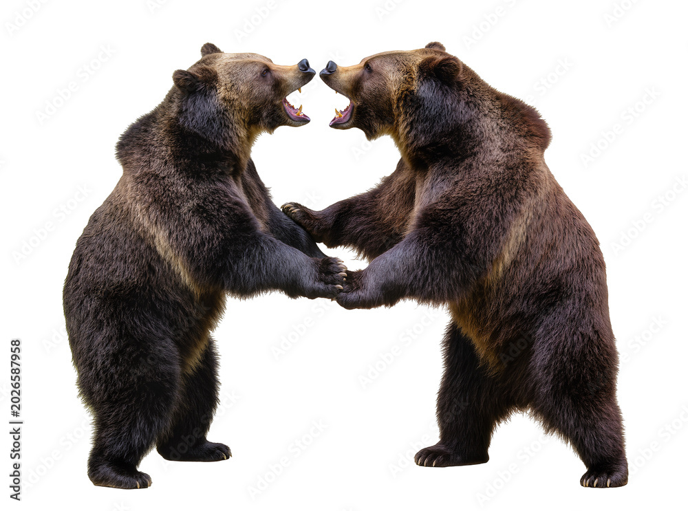 Fototapeta premium Two brown grizzly bears standing and fighting, isolated on transparent background