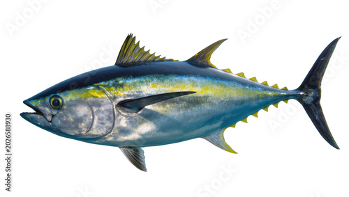 Bild auf Leinwand Bluefin tuna fish with yellow fins, isolated on transparent background