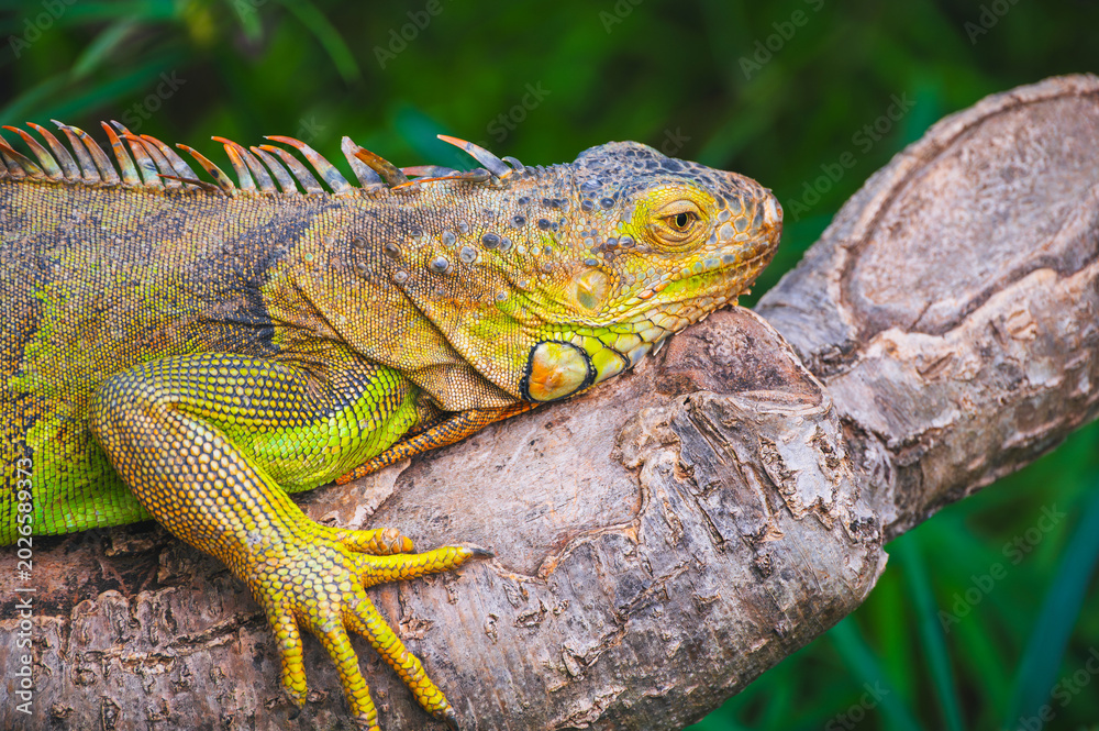 Fototapeta premium Bright green portrait of an iguana on a wooden branch
