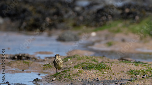 Tableau sur toile Meadow Pipit Standing on Sandy Tidal Flat in North Berwick