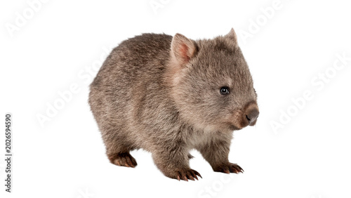 Wild brown wombat standing calmly and looking forward for australian nature and fauna wildlife conservation on transparent background