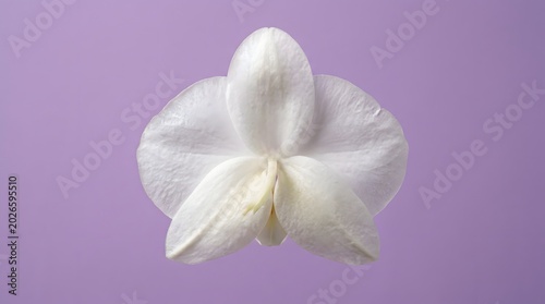 A delicate white flower on a soft purple background on transparent background
