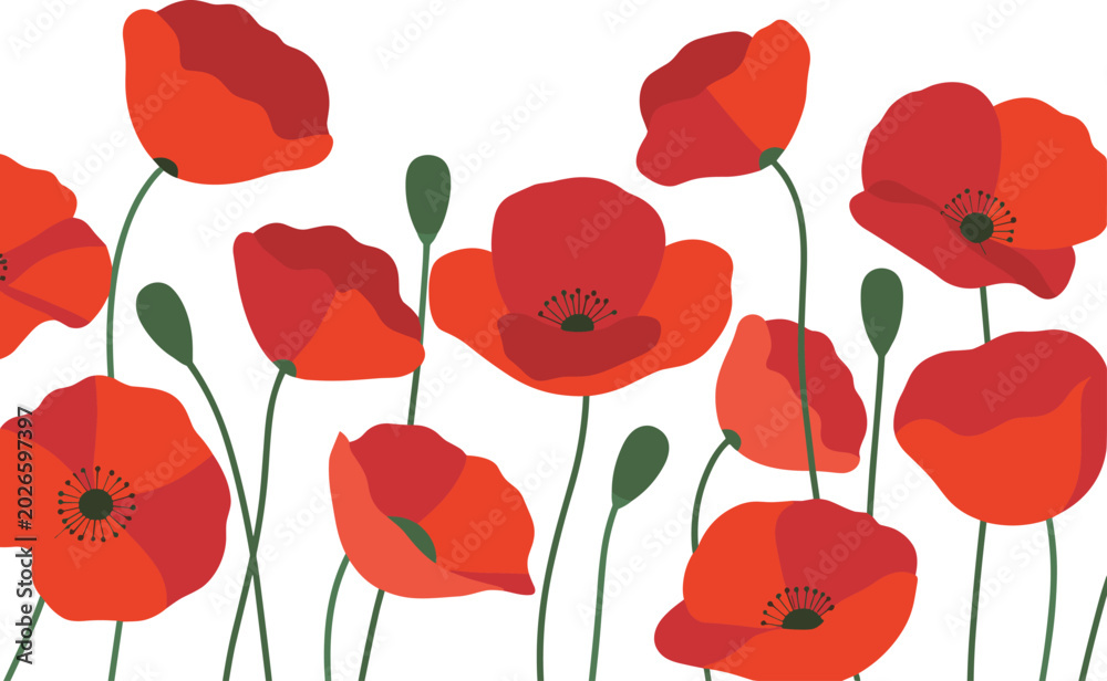 Obraz premium A beautiful field of red poppy flowers in full bloom vector on white background.