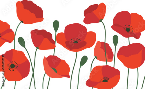 Tableau sur toile A beautiful field of red poppy flowers in full bloom vector on white background