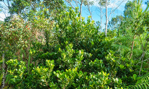 Billede på lærred Tropical rainforest on volcanic islands during monsoon season