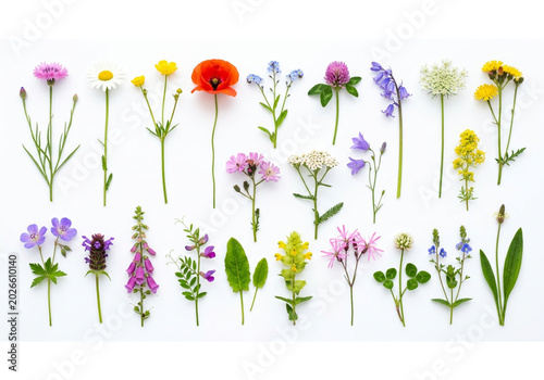 Colorful Spring Floral Vector Set with Flowers Leaves and Butterfly Design for Pattern Garden Decoration