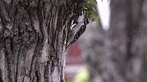 a downy woodpecker forages on a tree trunk at denali, alaska of the usa
