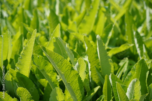Frische grüne Blätter von Echtem Alant (Inula helenium) im Frühjahr, Nahaufnahme von Alantblättern im Gegenlicht, traditionelle Heilpflanze