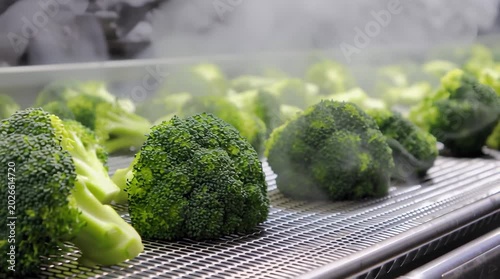 Fresh green broccoli on a conveyor belt with rising steam in an industrial vegetable processing plant.	