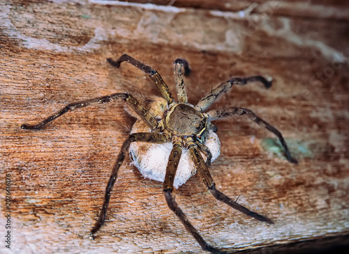 Bilde på lerret A giant wood spider, crab spider guarding a cocoon with offspring Huntsman spiders (Sparassidae, Palystes) preference for woody places