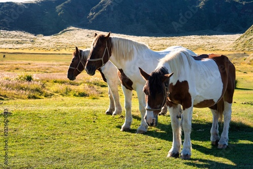 Fotografi Three majestic pinto horses grazing in a peaceful mountain meadow under golden h
