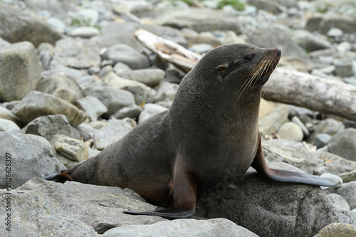 Sea Lion Resting on Rocky Shore