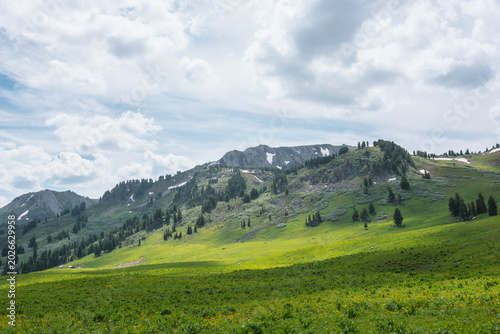 Green grassy meadow against stone hill with coniferous trees and high rock mo...
