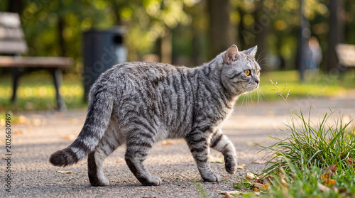 Foto A beautiful domestic grey tabby cat with striking striped fur walks gracefully on a sunny park path during the day