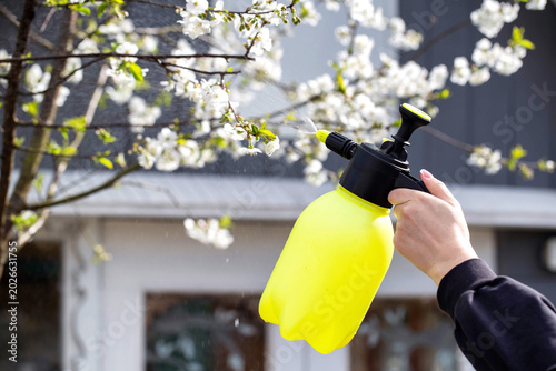 Photos Treating cherry blossoms with a boric acid mixture to combat cherry blossom fly and coccomycosis