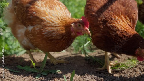 Brown hens pecking soil on sunny farm