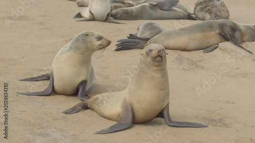 a couple of fur seals face the camera while resting on the beach at cape cross seal colony in namibia, africa