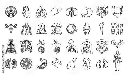 Obraz na plátně Human Anatomy, Internal Organs and Medical Body Part Icon Collection Vector