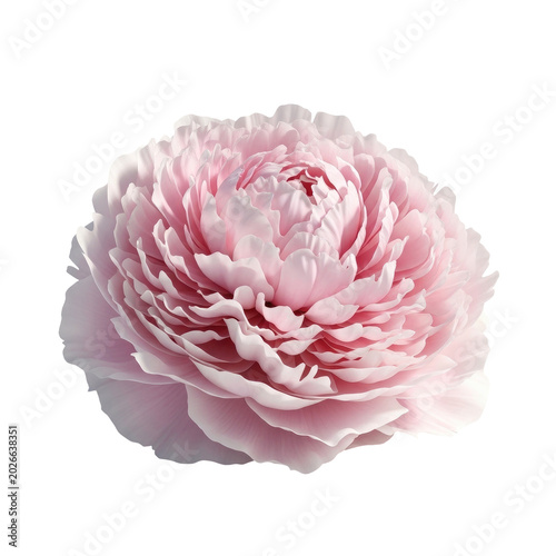 Beautiful blooming light pink peony flower head isolated on white.