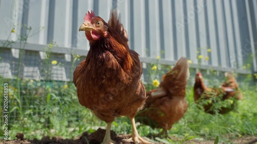 Brown hen pecking soil near metal fence