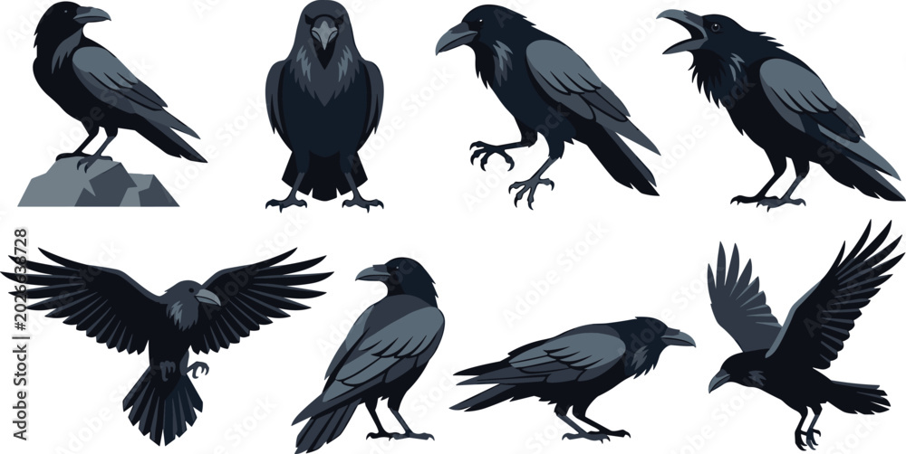 Fototapeta premium Raven Crow Vector Illustration Collection Featuring Flying Perching Calling and Standing Dark Birds for Gothic Wildlife Nature and Halloween Design Projects