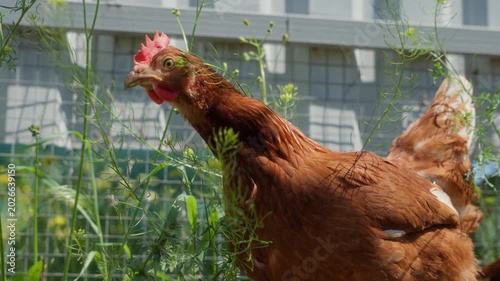 Brown hens standing in tall grass near fence