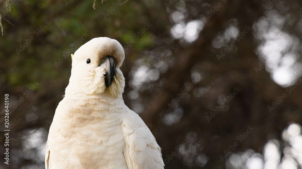 Fototapeta premium Sulphur-Crested Cockatoo Perched Against a Blurred Forest Background in Lorne