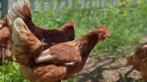 Brown hens walking through green garden grass