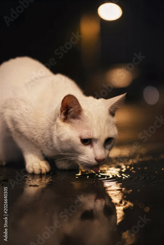 cat in the night