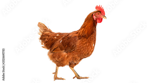 Fotografie A vibrant brown domestic hen chicken bird standing and looking forward side view