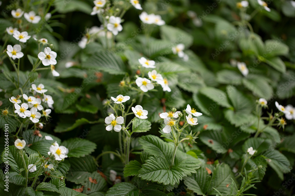 Obraz premium Strawberry Blooming Flower
