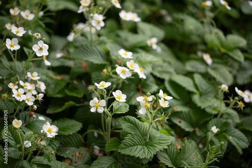 Strawberry Blooming Flower