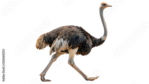 Canvas-taulu A large wild adult ostrich bird standing side view profile looking forward savan
