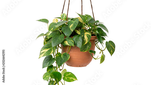 Photos A green domestic houseplant vine pothos growing densely inside a rustic brown wi