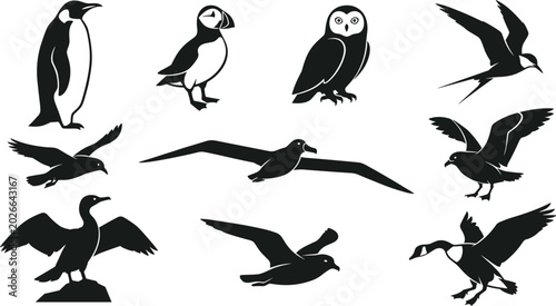 Photos Black Silhouette Seabird and Arctic Bird Vector Collection Featuring Penguin Puf