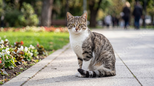 Photos A domestic tabby and white cat sits calmly on a paved park path, gazing intently at the camera lens