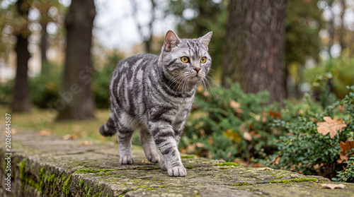 Fotografía Majestic grey tabby cat with beautiful yellow eyes gracefully walking on a moss-covered stone wall in a lush outdoor