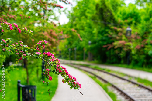 Pink blooming hawthorn branch in the foreground, blurred asphalt walking path and historic tram tracks in a park, dense green vegetation and trees in the background, natural daylight, bokeh effect.