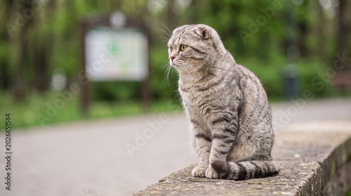 Obraz na plátne A calm Scottish Fold tabby cat sits gracefully on a low stone wall, surveying its peaceful park surroundings